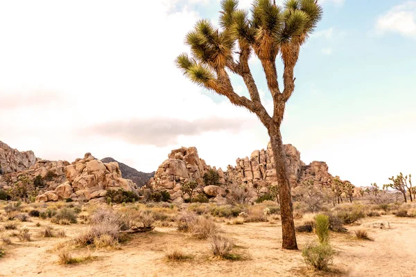 Joshua Tree Väg Sida Med Enastående Klippformationer Bakgrunden Joshua Tree — Stockfoto