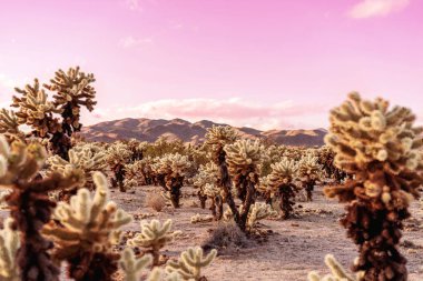 Cholla cactus garden in Joshua Tree National park at sunset time. clipart