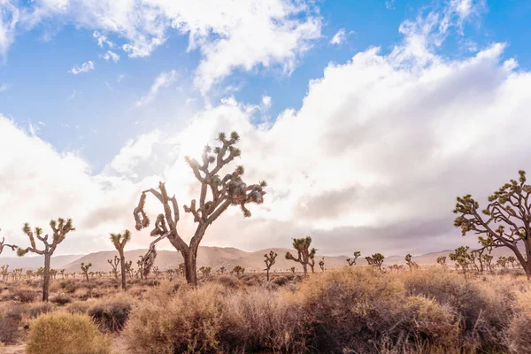 Paesaggio Desertico Con Alberi Giosuè Montagne All Orizzonte California Stati — Foto Stock