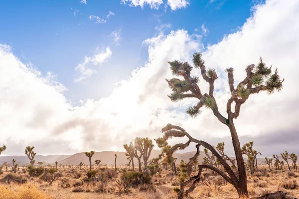 Joshua Trees Desert California Usa — Stock Photo, Image