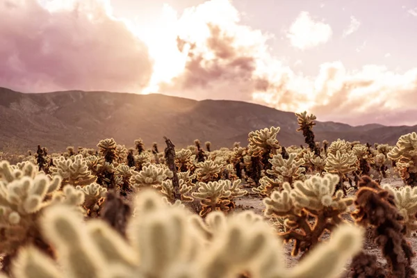 Jardim Cacto Cholla Parque Nacional Joshua Tree Califórnia Eua — Fotografia de Stock