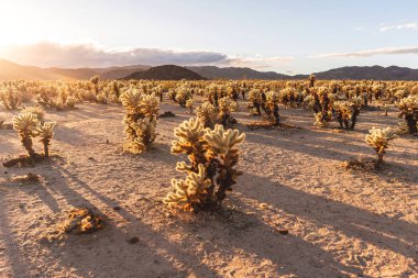 Gün batımı zamanında Cholla Kaktüs bahçesi. Joshua Tree National Park, Kaliforniya.