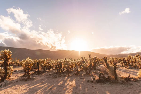 Californian Sunset Joshua Tree National Park Cholla Cactuses Field — Stock Photo, Image