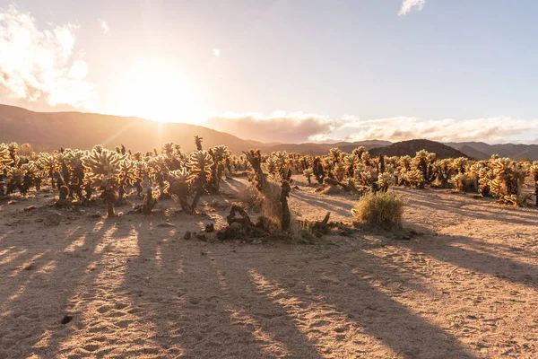 Wild California Sunset Cactus Field Joshua Tree National Park — Stock Photo, Image