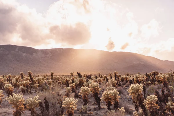 Cactus Garden Joshua Tree National Park Sunset — Stock Photo, Image