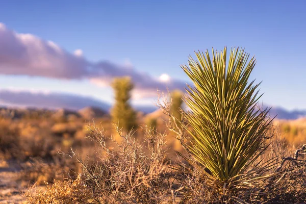 Young yucca tree plant in a desert.