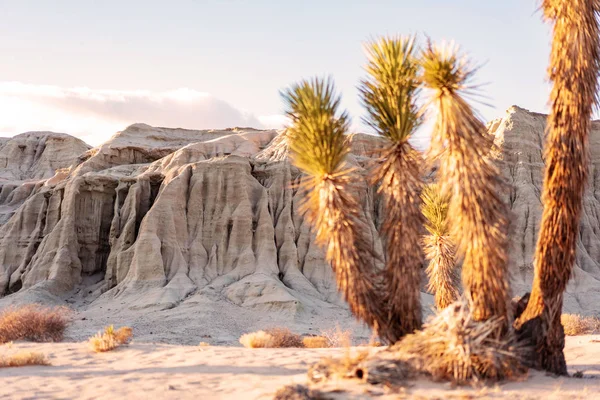 Sunset Desert Dry Yucca Trees Sandstones California Usa — Stock Photo, Image