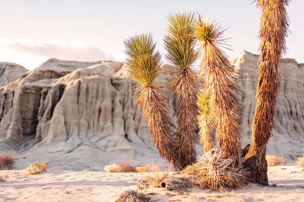 Wild Desert Nature Landscape Sunset Light Coming Trough Yucca Trees — 스톡 사진