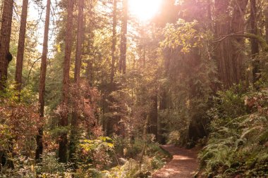Güneş gün batımında dev sekoyalar parlıyor. Muir Woods Ulusal Parkı, Kaliforniya, Amerika Birleşik Devletleri.