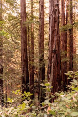 Muir Woods Milli Parkı'ndaki devasa sekoyalar. California, Amerika Birleşik Devletleri.
