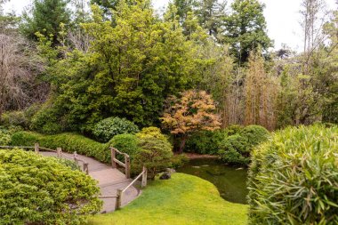 San Francisco Japon Çay Bahçesi'nde yürüyüş yolu yalak yeşil ve sarı ağaçlar.