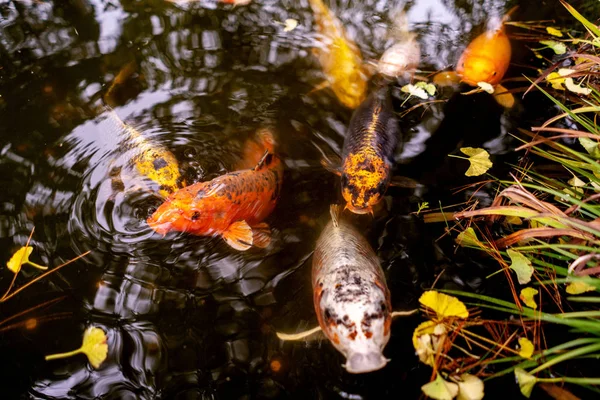 Japon Bahçesi Koi balık gölet, San Francisco.