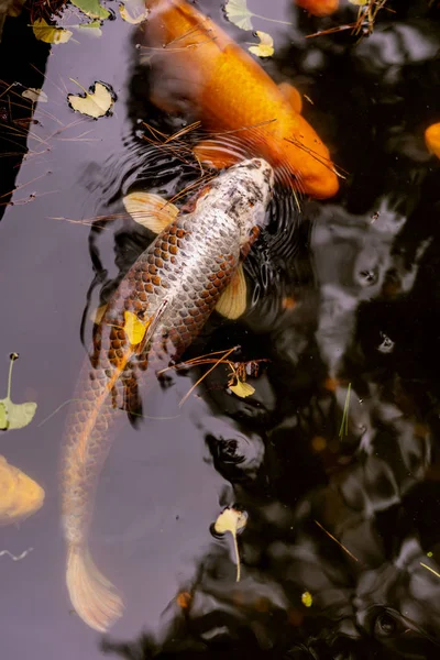 Pair of Koi fishes playing in a pond.