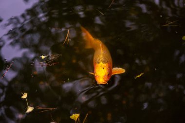 Bir havuzda portakal koi balık yakın çekim fotoğraf.