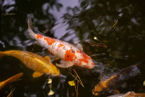 Pair of Japanese koi fish in a pond.