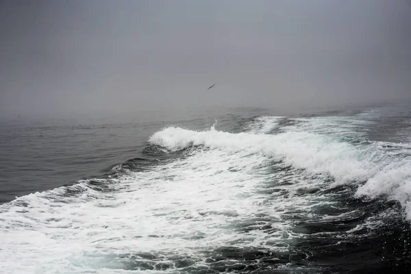 Atlantic Ocean stormy picture with great waves and flying birds. Faroe Islands.