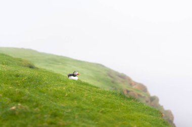 Sevimli Atlantik puffin bir çim enste oturan. Mykines, Faroe Adaları.