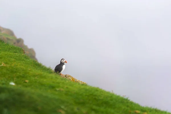 Färöischer Sommervogel Atlantischer Papageientaucher Auf Einer Klippe Dahinter Dichter Nebel — Stockfoto