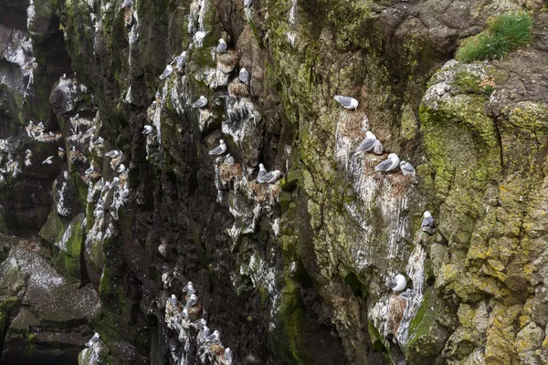Seagulls Nesting Cliffs Mykines Faroe Islands — Stock Photo, Image