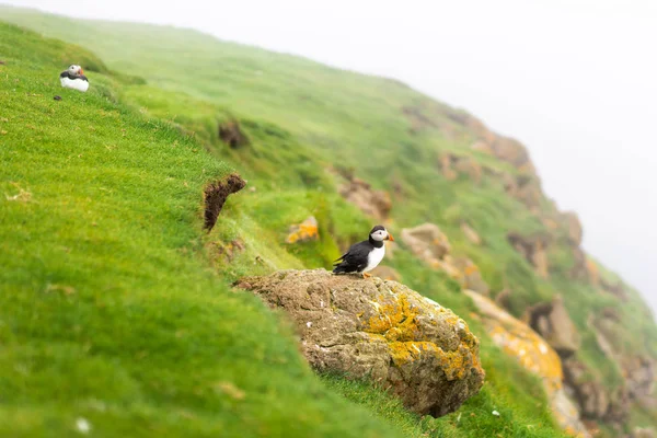 一对在悬崖上筑巢的松饼 米基内斯 法罗群岛 — 图库照片