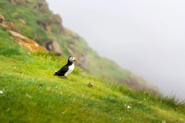 Papageientaucher Sitzen Einem Gras Auf Klippen Rand Mit Nebel Bedeckt — Stockfoto