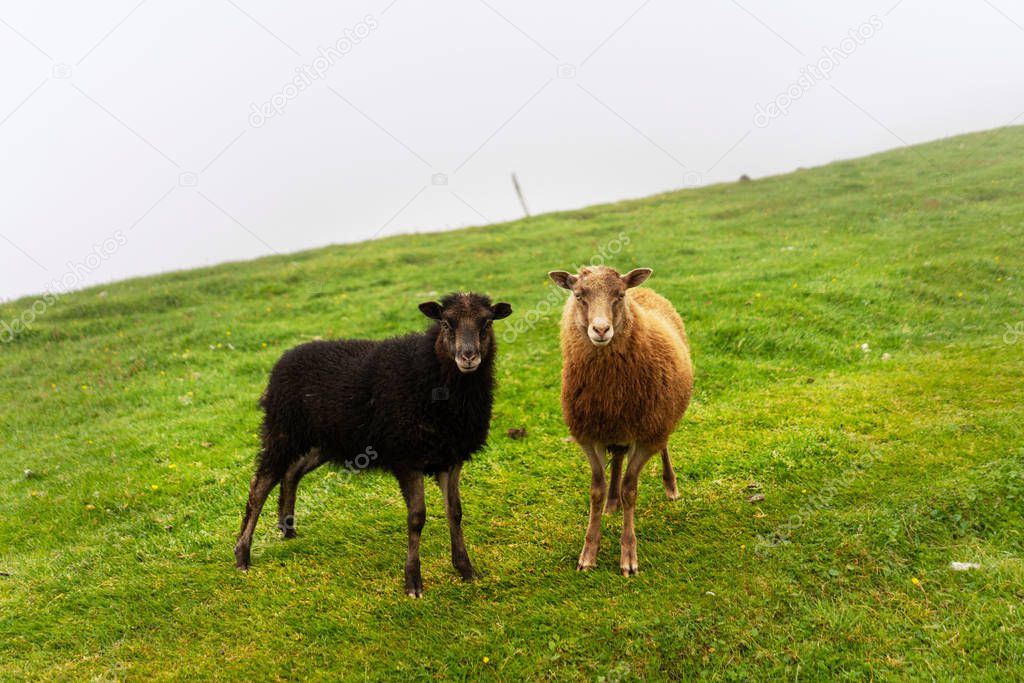 Two Faroese sheeps posing in front of photographer and a green meadow behind them.