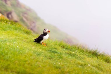Sevimli Atlantik Puffin çim uçurum ve arkasında sisli manzara üzerinde oturan. Mykines adası yuvalama kolonisi, Faroe Adaları.