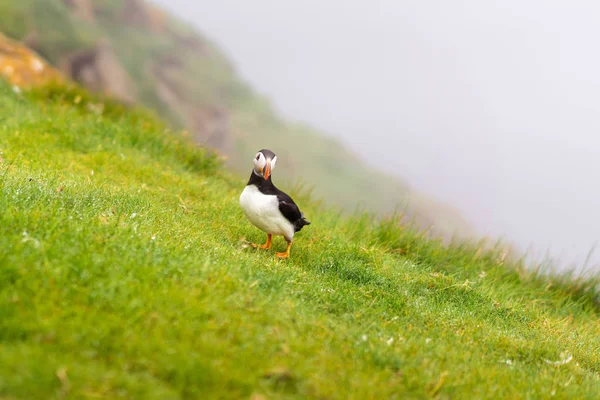 Nordatlantischer Ozean Vogelkolonie Von Papageitauchern Auf Mykines Insel Färöer — Stockfoto