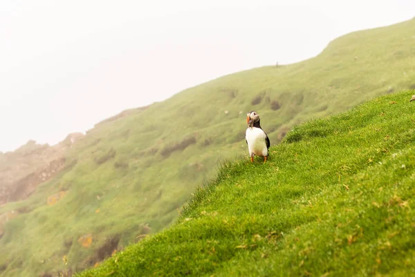 Lindo Frailecillo Niebla Paisaje Alrededor Mykines Islas Feroe — Foto de Stock