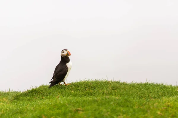 Gorgeous Atlantic Puffin looking into thick fog. Nesting colony of puffins on Mykines island, Faroe.