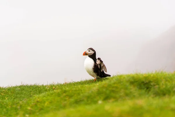 Atlantic Puffin Otwartą Skrzydłami Siedzi Trawie Mglisty Krajobraz Tle Wyspa — Zdjęcie stockowe