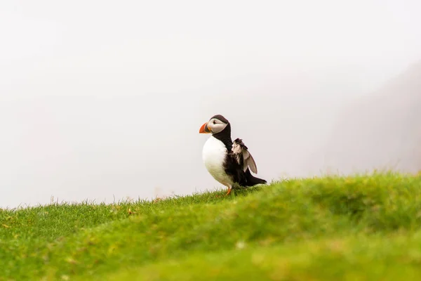 Puffin Atlantico Con Ali Aperte Seduto Erba Nebbioso Paesaggio Sullo — Foto Stock