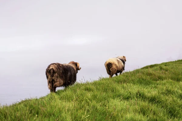 Gorgeous Faroese Sheeps Walking Edge Grass Cliff Ocean Mykines Faroe — Stock Photo, Image