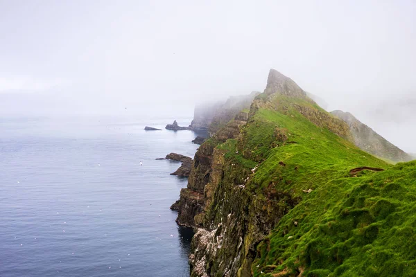 Cliffs Nesting Birds Atlantic Ocean Green Mountains Covered Thick Fog — Stock Photo, Image