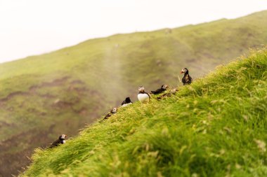 Puffins Mykines yaz kolonisi, Faroe Adaları'nda çim uçurumüzerinde oturan.