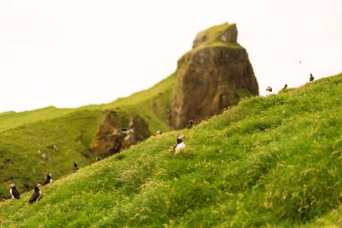 Puffins'in çim uçurumlarda yuva yaptığı fotoğraf. Mykines adası, Faroe.