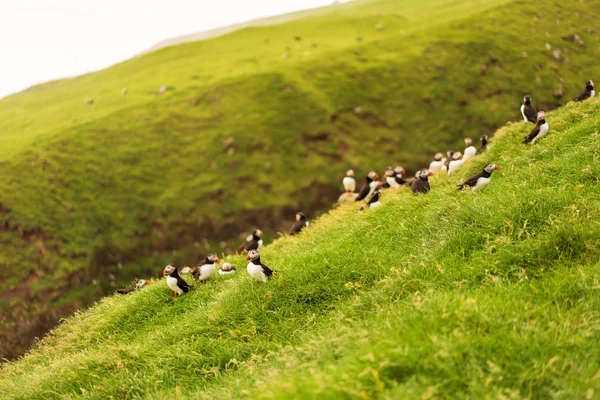 松饼在草崖上筑巢 背景是青山绿树 米基内斯岛 法罗群岛 — 图库照片