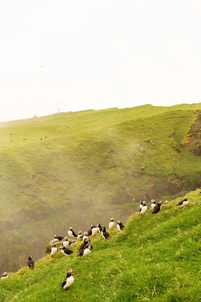 Colonia Nidificazione Pulcinelle Sull Isola Mykines Isole Faroe — Foto Stock