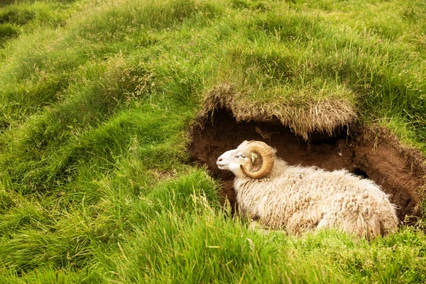 Owce Farerski Posiadające Odpoczynku Wyspa Mykines Wyspy Owcze — Zdjęcie stockowe