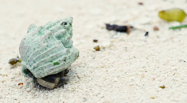 Heremietkreeften Wit Zand Die Mooi Uitzien — Stockfoto