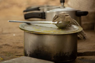 Hint palmiyesi sincabı çiftlik mutfağında yemek tadıyor. 