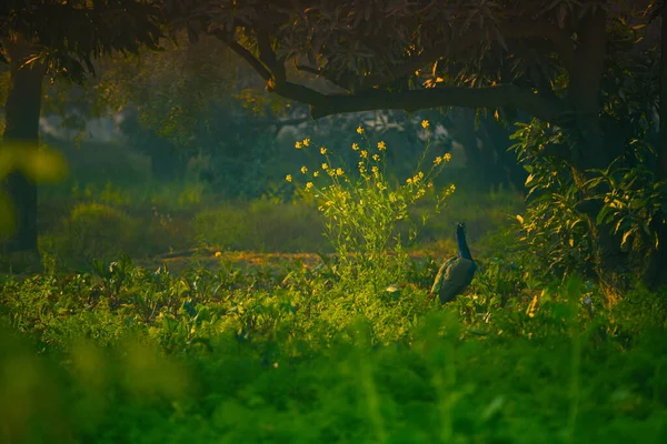 Indischer Pfau Steht Neben Gelben Blumen Wald — Stockfoto