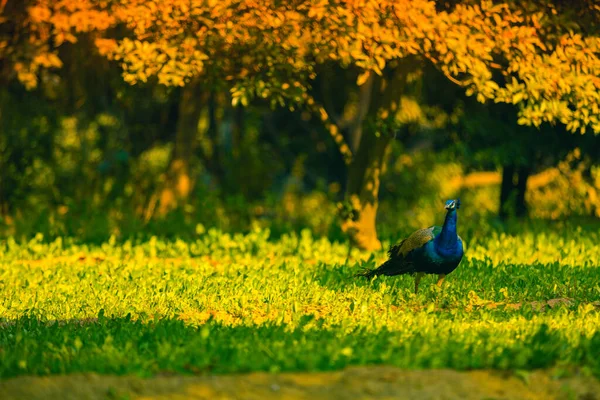 Blauer Indischer Pfau Steht Auf Einem Bauernhof — Stockfoto