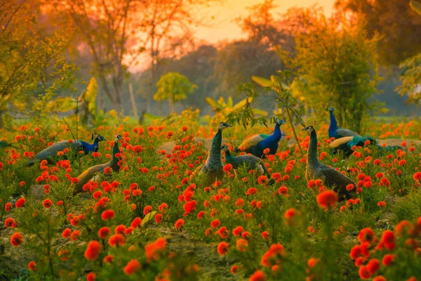 Stado Pawie Indyjskie Pawie Polu Nagietek Pomarańczowych Lub Tagetes — Zdjęcie stockowe
