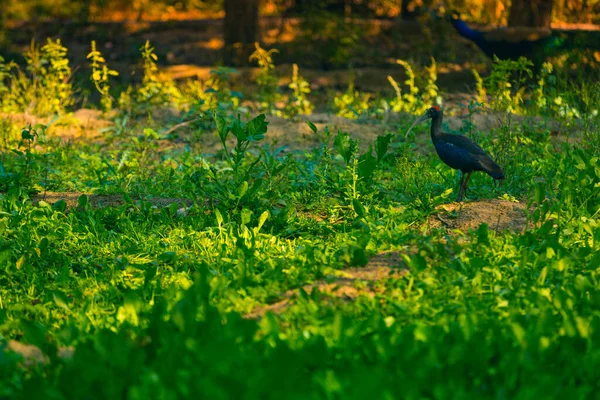 Ibis Nuca Roja Ibis Negro Indio Pie Campo Verde — Foto de Stock