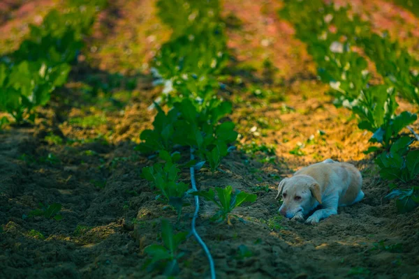 Tarlada dinlenen şirin bir çiftlik köpeği. 