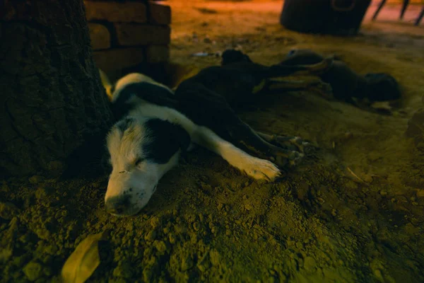 Siyah ve beyaz Hint köpeği kumda uyuyor.