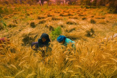 Hintli kadın çiftçiler buğday tarlasında çalışıyor. 