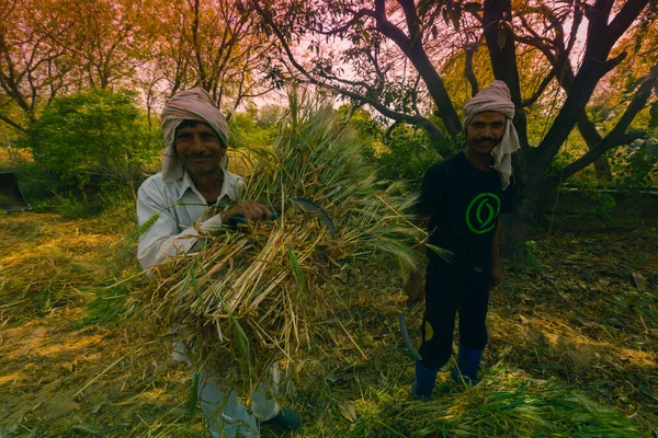 Gülümseyen Hintli çiftçiler buğday demetleri taşıyorlar. 
