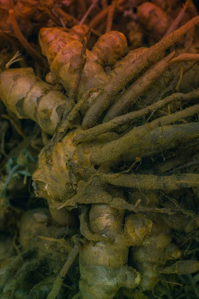 Zerdeçal ya da Curcuma longa rizomları 